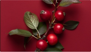  hawthorn